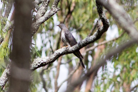 Oriental Cuckoo (Cuculus optatus)